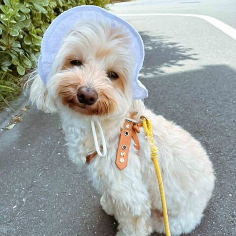 Irresistibly Cute — Machida, Tokyo