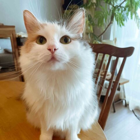 Ponko-chan, Who Loves Her Hammock — Chuo-ku, Osaka