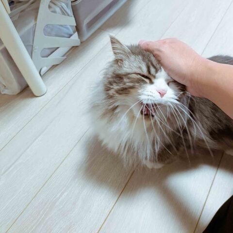 On Patrol, Kitty Security! — Taito-ku, Tokyo