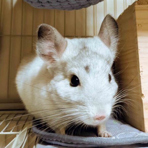 Adorable Little Squeakers — Setagaya-ku, Tokyo