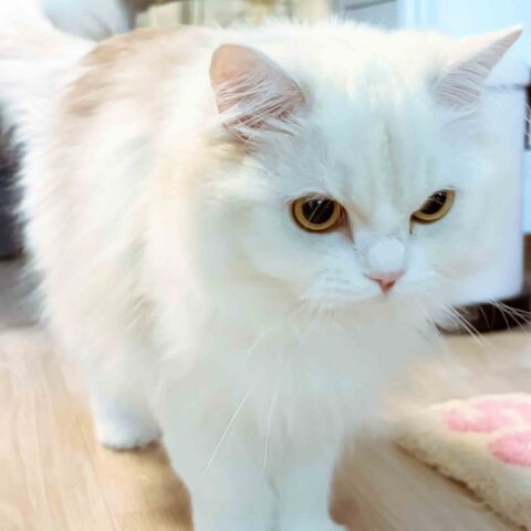 Sumomo-chan and Her Cool Attitude — Nishinomiya, Hyogo