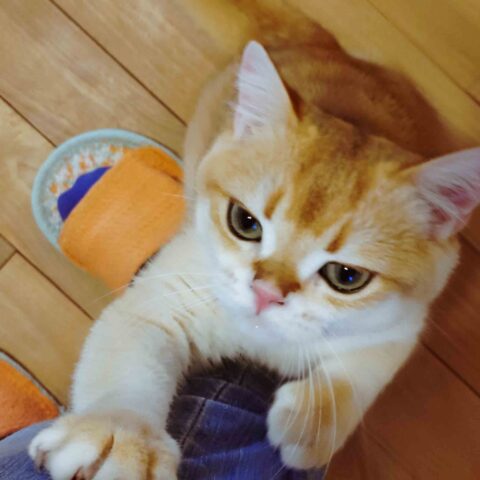 Sweet Little Bagel-kun and His Charms — Toyonaka, Osaka