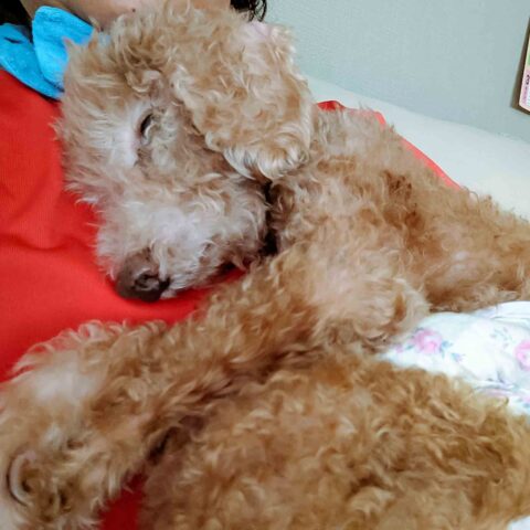 Anko-kun, 16 Years Old — Summer 2026 — Setagaya-ku, Tokyo