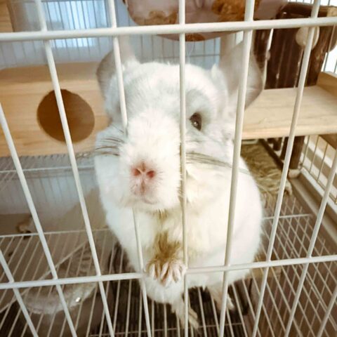 Fluffy-Coated Mu-kun — Seya-ku, Yokohama