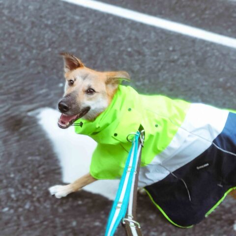 Switch On! Floss-kun Loves His Walks — Bunkyo-ku, Tokyo