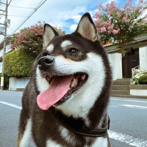 Nice to Meet You, Tono-chan! — Ota-ku, Tokyo