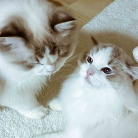 Fluffy Friends from a World of Dreams — Kawasaki-ku, Kawasaki