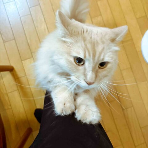 Handsome Chai-kun, Full of Grace — Toyonaka, Osaka