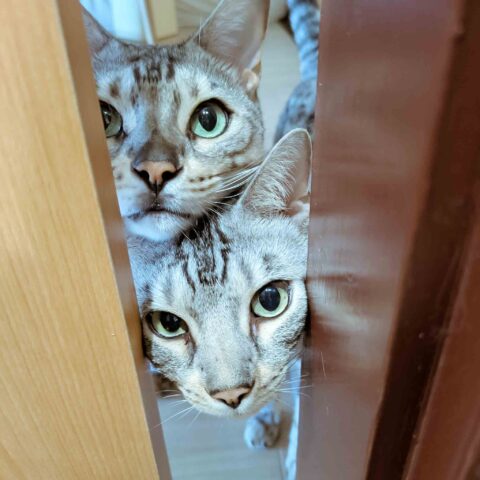 Our Adorable Bengal Brothers — Setagaya-ku, Tokyo