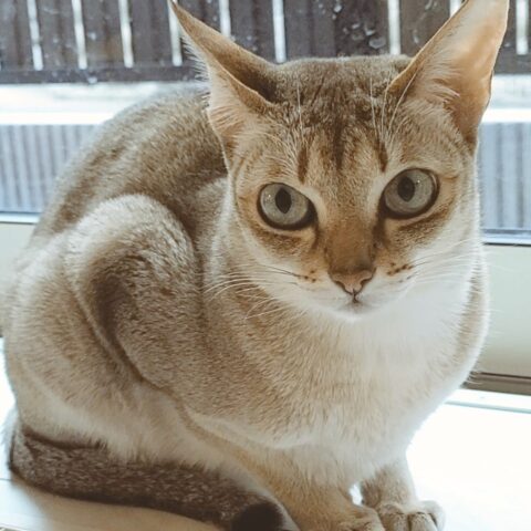 ✨ Simply Irresistible ✨ — Nerima City, Tokyo
