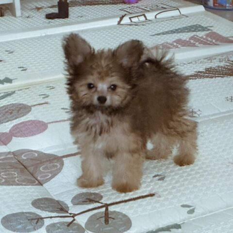 Three-Month-Old Mugi, Sparkling with New Life — Asahi-ku, Yokohama