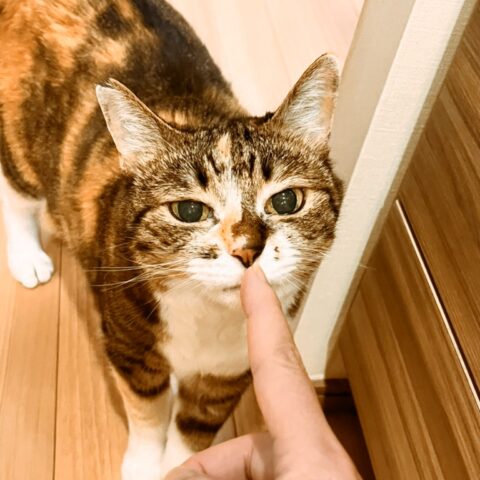 かわいいニャンズのお留守番❣️ - 東京都大田区