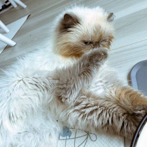 Taking Today Slowly: Yuki the Himalayan Cat — Toshima-ku, Tokyo