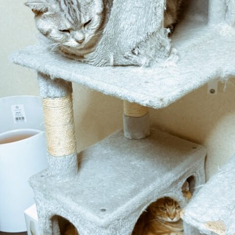 Three Very Close-Knit Kitties❣️ — Yodogawa-ku, Osaka