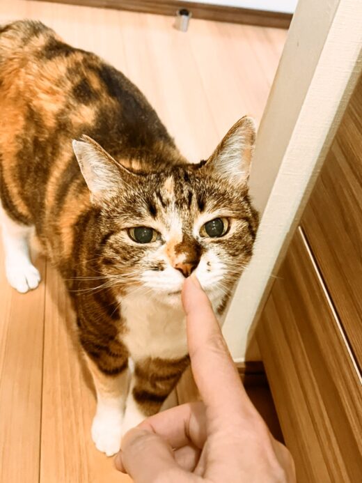 指先に鼻を近づけて挨拶するくるみちゃん