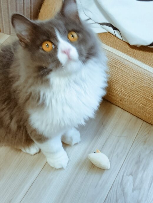 おもちゃのそばでこちらを見上げる生後7カ月の猫のミュフランくん