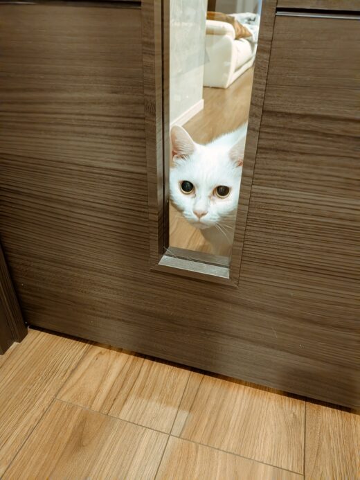 家具の扉の隙間からこちらを見る白猫