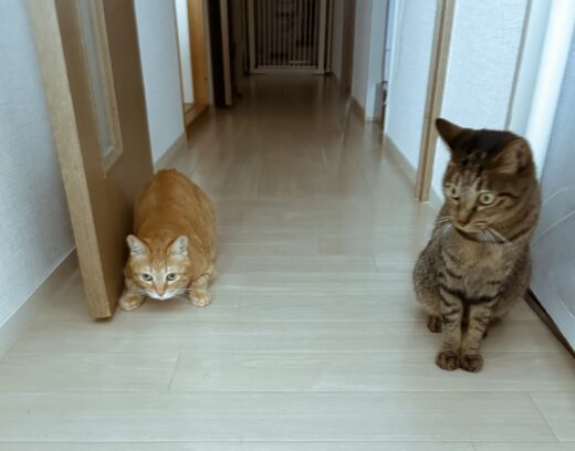廊下で並んで迎えてくれる猫のカイくんとそなちゃん