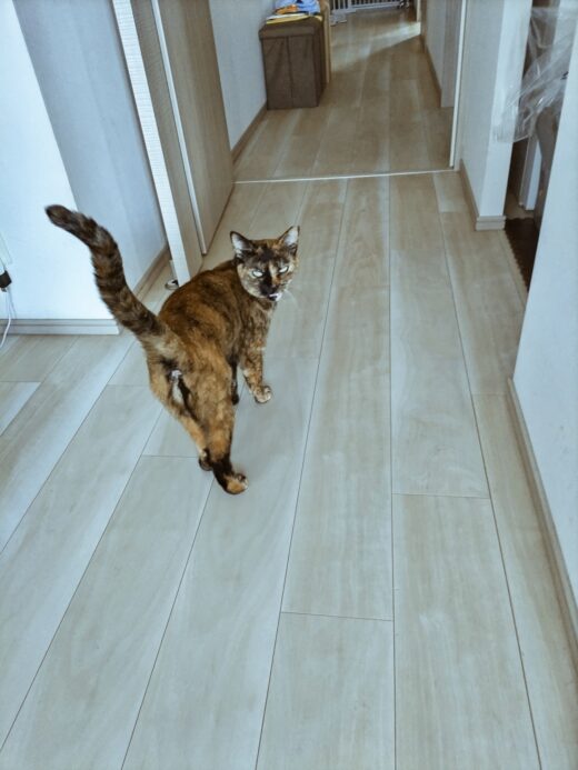 玄関でシッターを迎えるサビ猫のにこちゃん