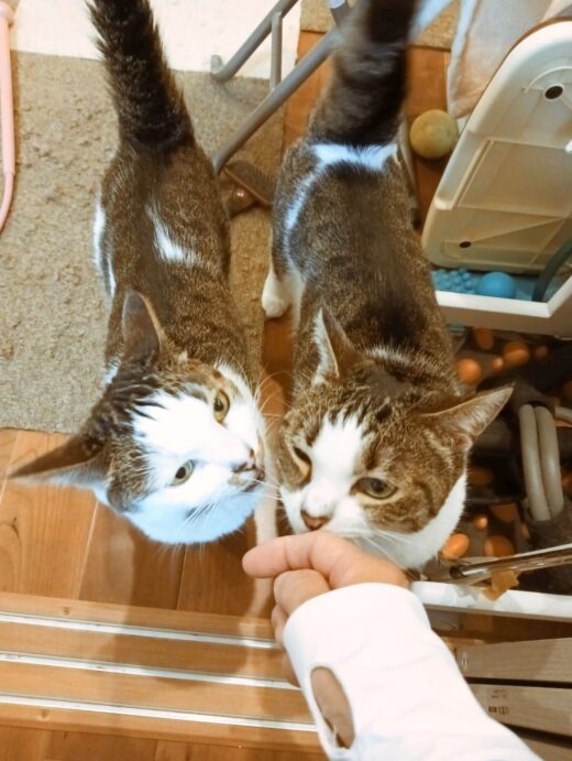 シッターの匂いを確認する猫たち