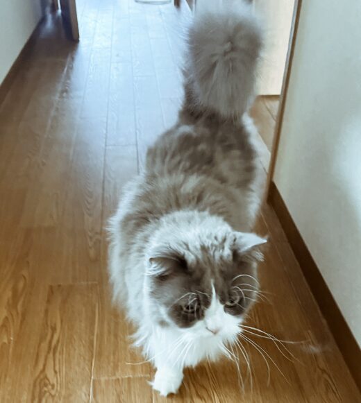 しっぽを立ててシッターを迎える煎乃介ちゃん