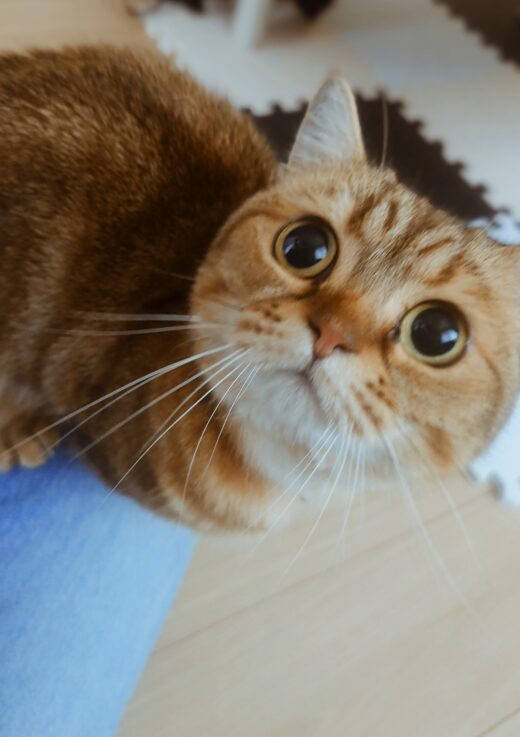 大きな目でシッターを見上げるマンチカンのルピナちゃん