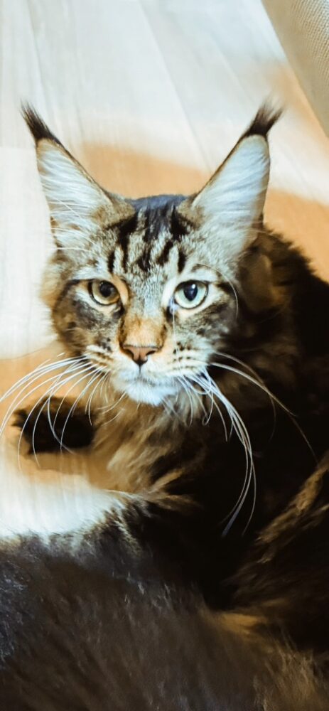 床でくつろぎながらこちらを見つめる猫のくらま君