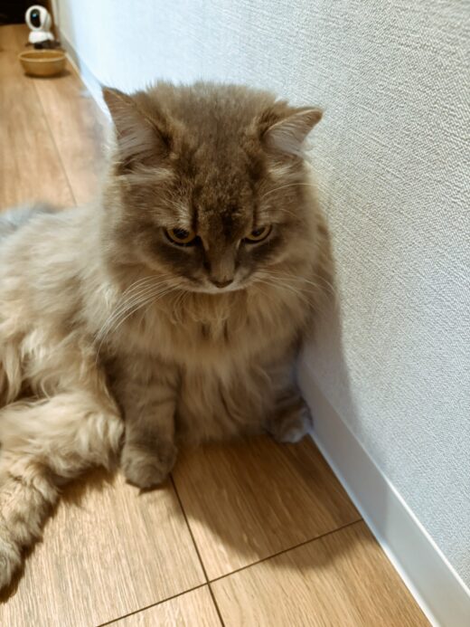 壁際に座って考え込むような表情のモナくん