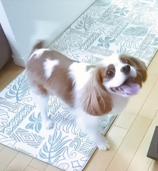 マットの上で笑顔を向けるキャバリアのすしちゃん