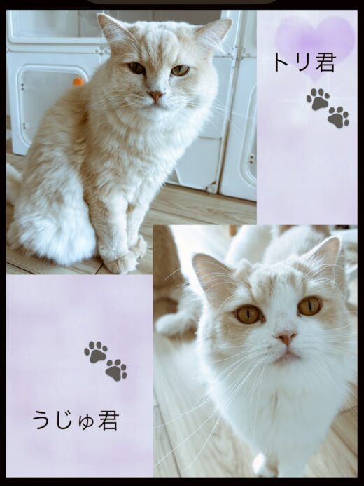 うじゅ君とトリ君を紹介する猫の写真コラージュ
