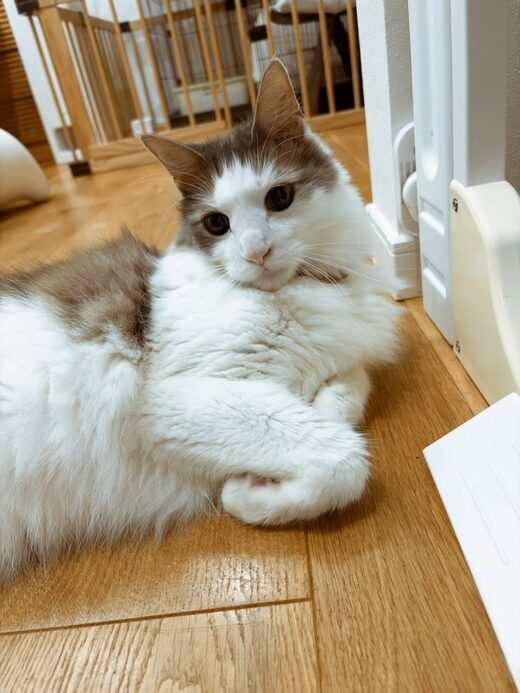 床で横になりこちらを見つめる猫のくわとろくん