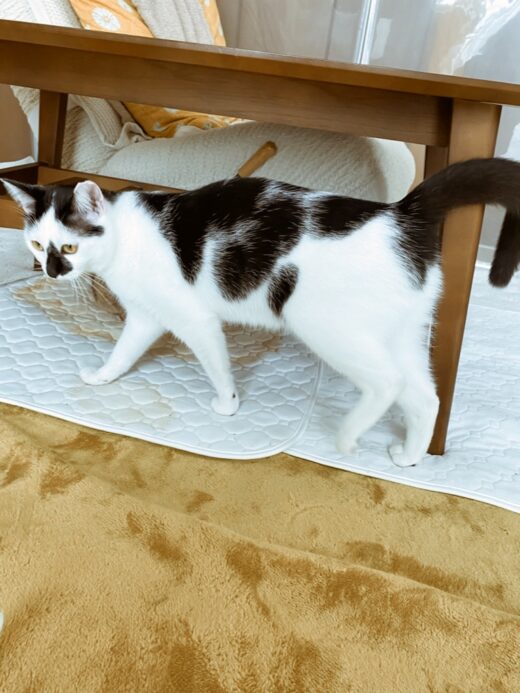 部屋んぽ広場に出てきた桃代ちゃん