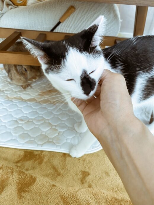一緒に過ごす桃代ちゃんと福くん