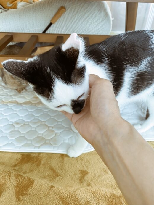 シッターを見つめる桃代ちゃん