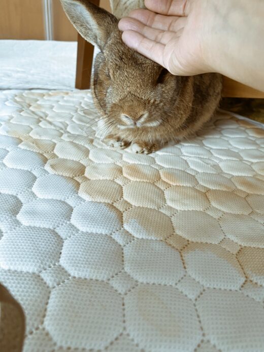 近くまで来てくれた桃代ちゃん