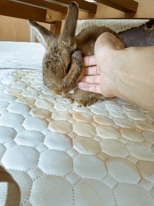 なでられている桃代ちゃん