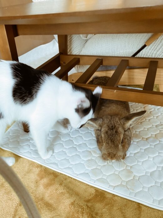 なでなでを楽しむ福くん