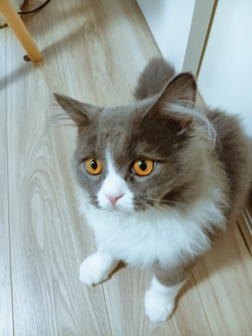 大きな瞳でシッターを見つめるミュフランくん