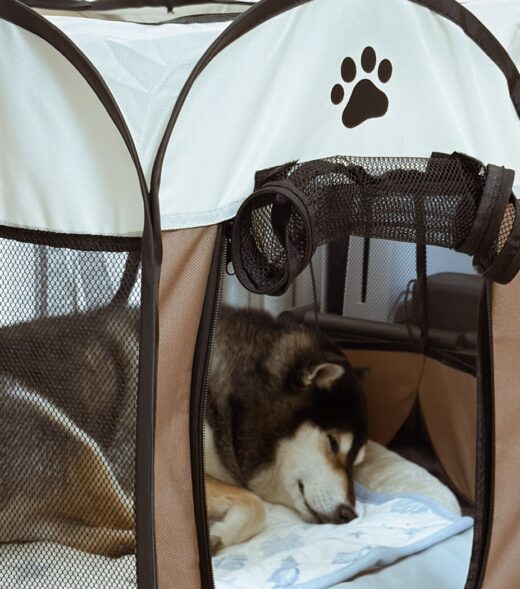 ペット用テントの中で眠るルーちゃん
