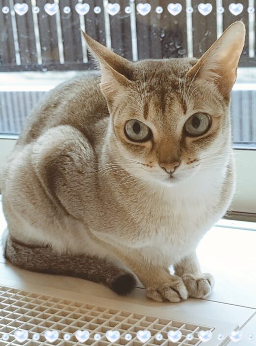 大きな瞳でこちらを見るシンガプーラのJULIちゃん