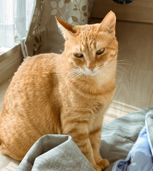 日差しの中でくつろぐ茶トラ猫のそなちゃん