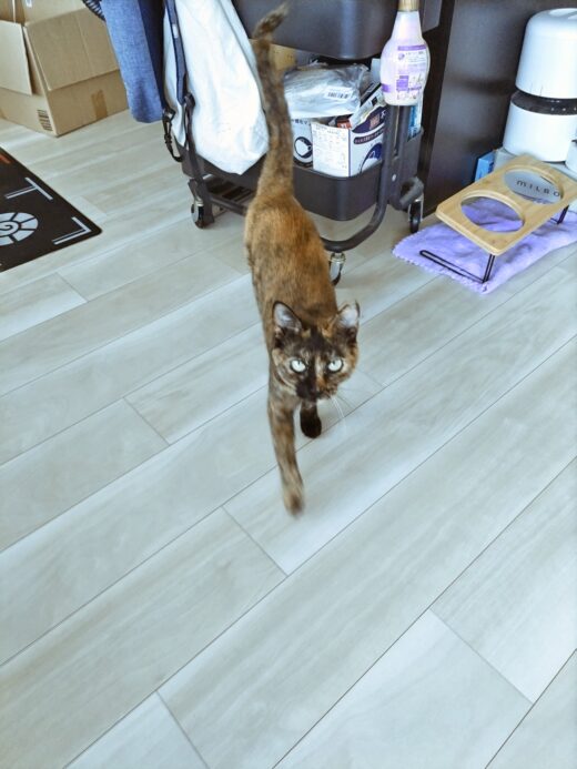 しっぽを立ててシッターについてくるにこちゃん