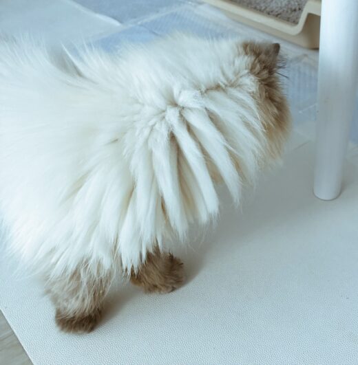 ゆっくりと足を運ぶユキちゃんの後ろ姿