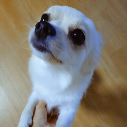 胸元をなでられて耳を倒すツムちゃん