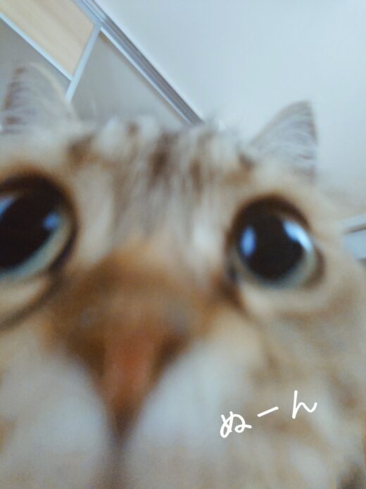 カメラに顔を近づけるルピナちゃん