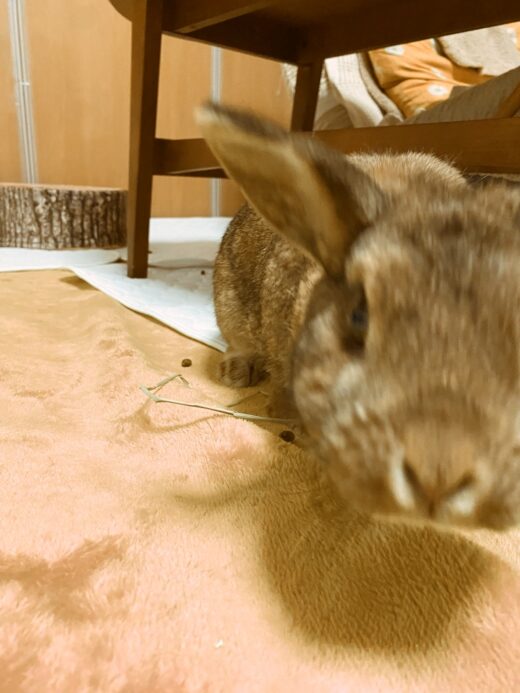 ベッド下で身を寄せる桃代ちゃん