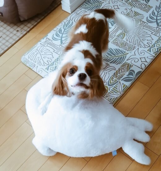 大きな白いぬいぐるみで遊ぶすしちゃん