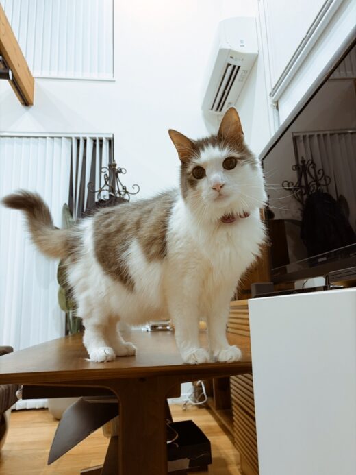 テーブルに立ってこちらを見るくわとろくん