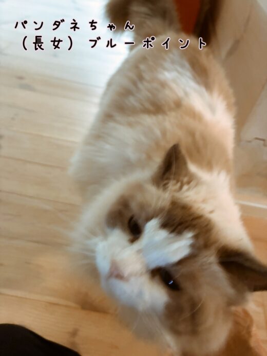 そばに寄って甘えるパンダネちゃん
