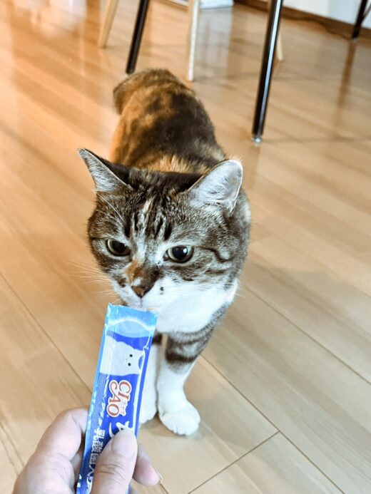 チュールを食べるくるみちゃん
